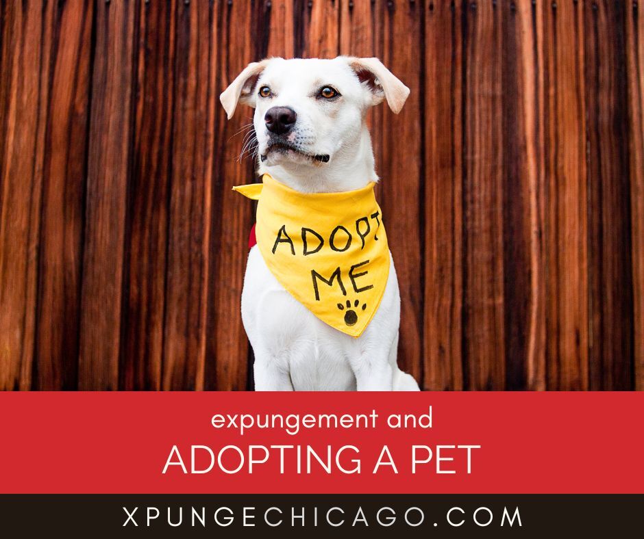 Expungement And Adoption Of Pets: Why Shelters Sometimes Run Checks On Applicants