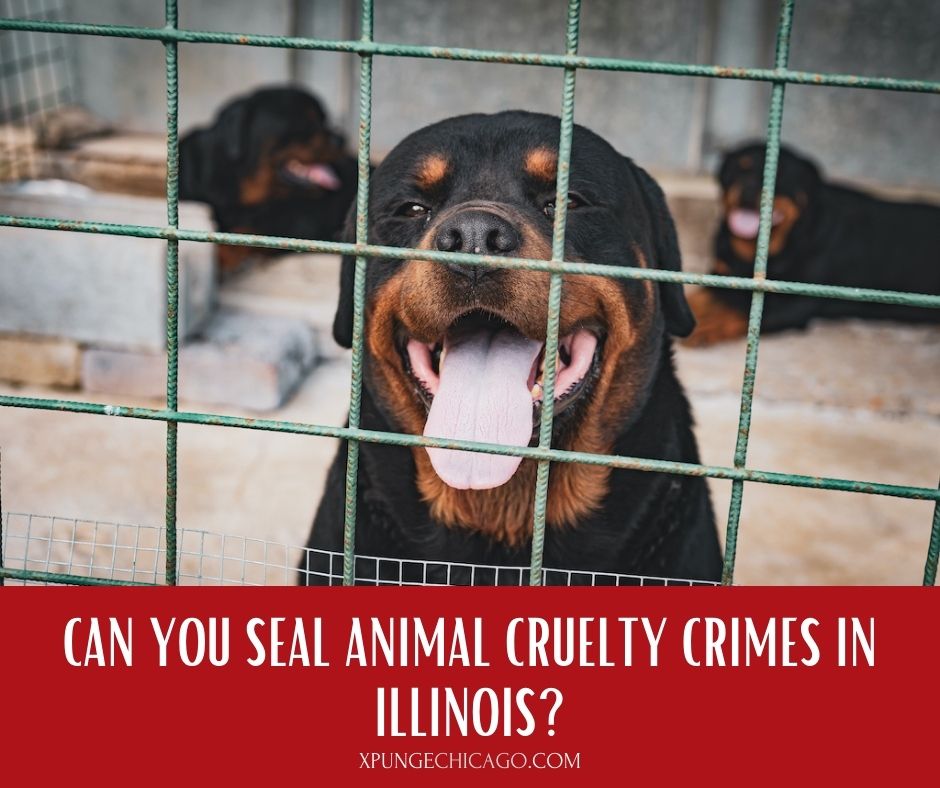 Can You Seal Animal Cruelty Crimes in Illinois? -