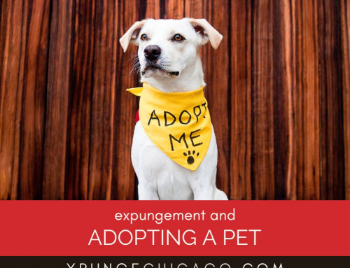 Expungement And Adoption Of Pets: Why Shelters Sometimes Run Checks On Applicants